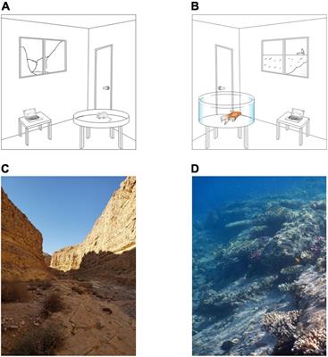 Toward Naturalistic Neuroscience of Navigation: Opportunities in Coral Reef Fish